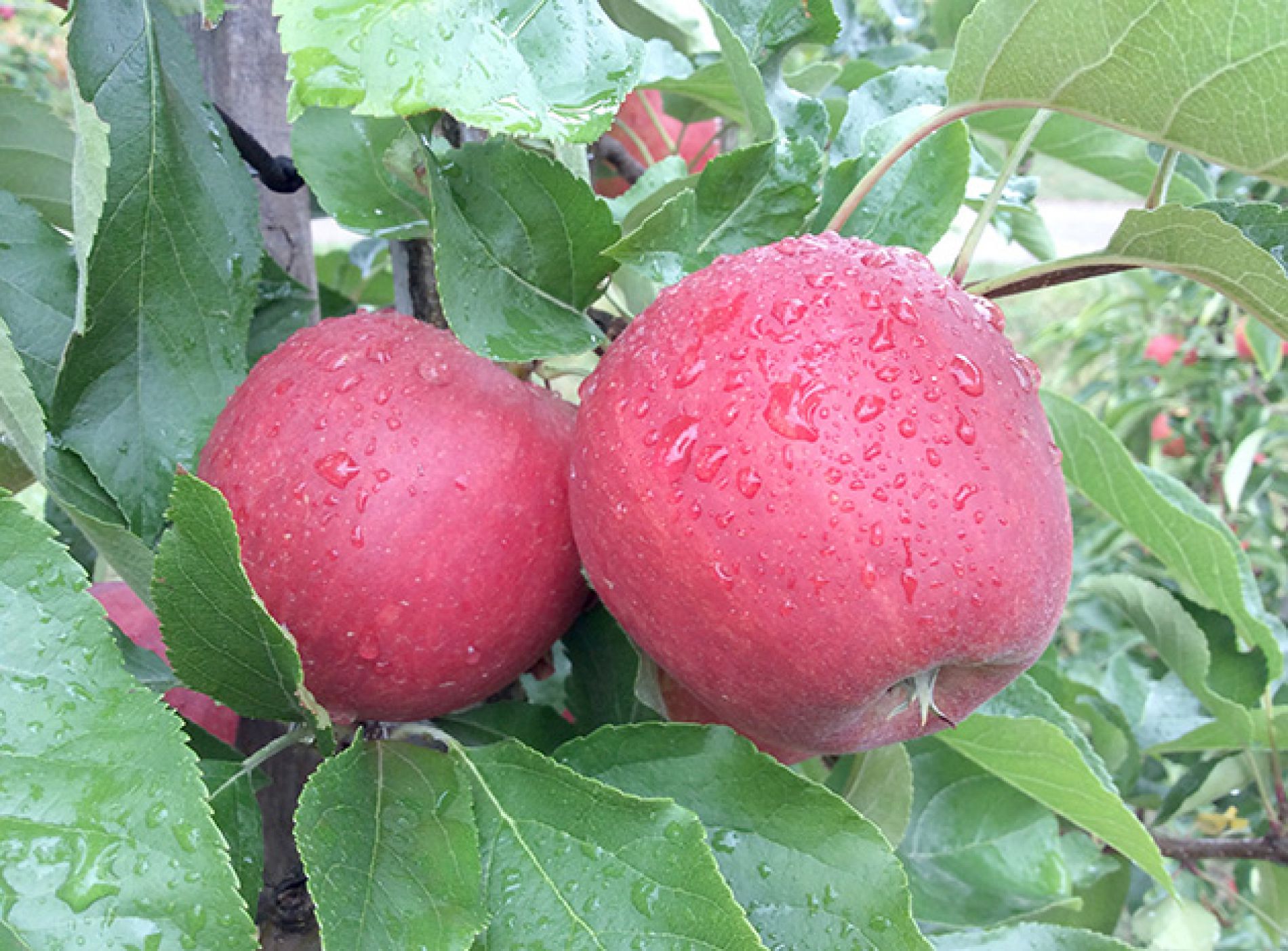 wurth-obst-und-spargelhof-sortiment-aepfel-schwarzwald