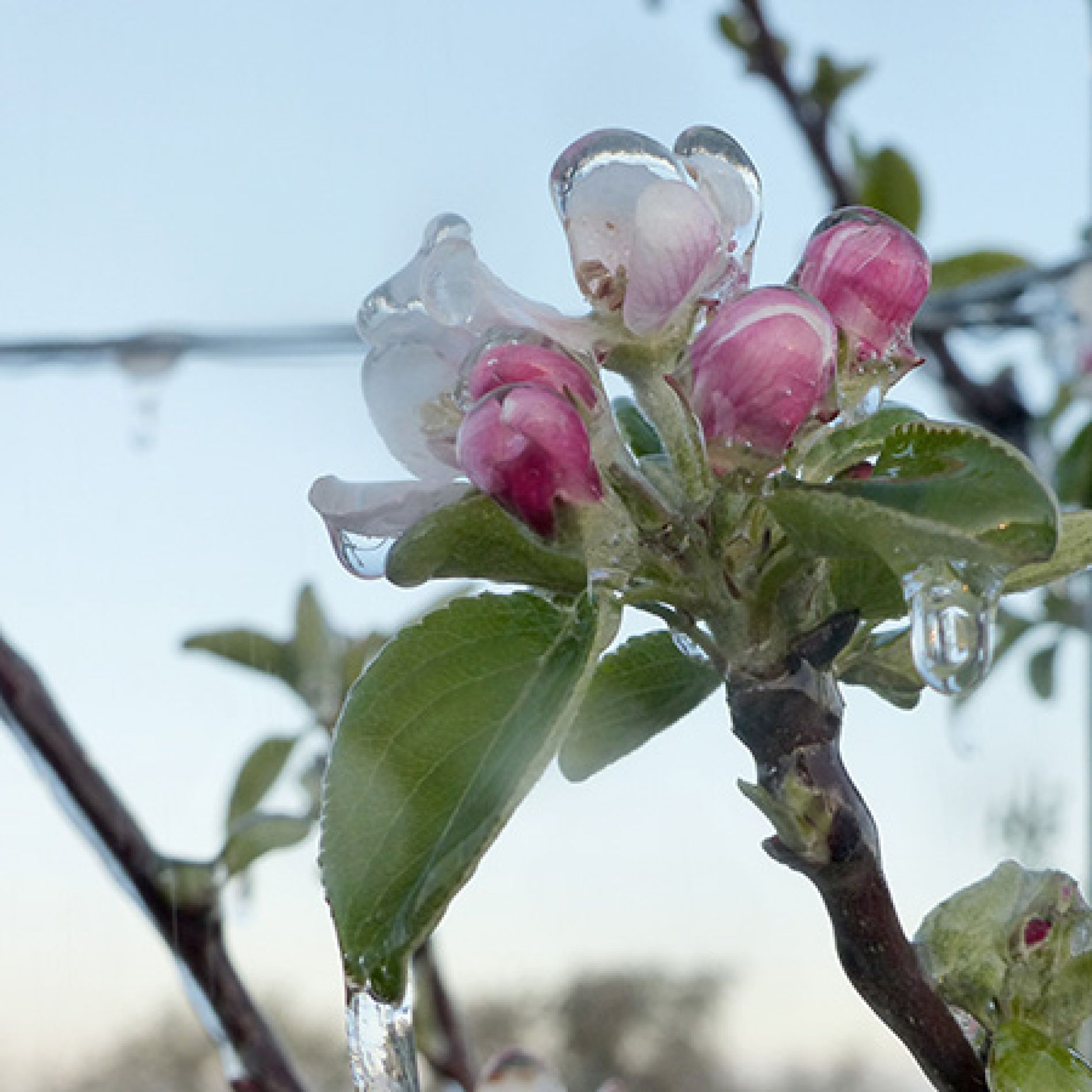 wurth-obst-und-spargelhof-sortiment-apfel-bluete