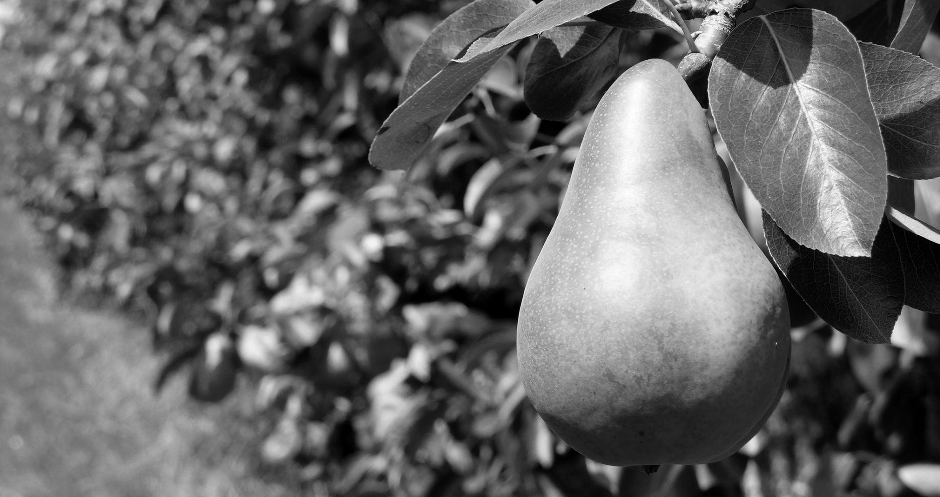 wurth-obst-und-spargelhof-sortiment-birnen