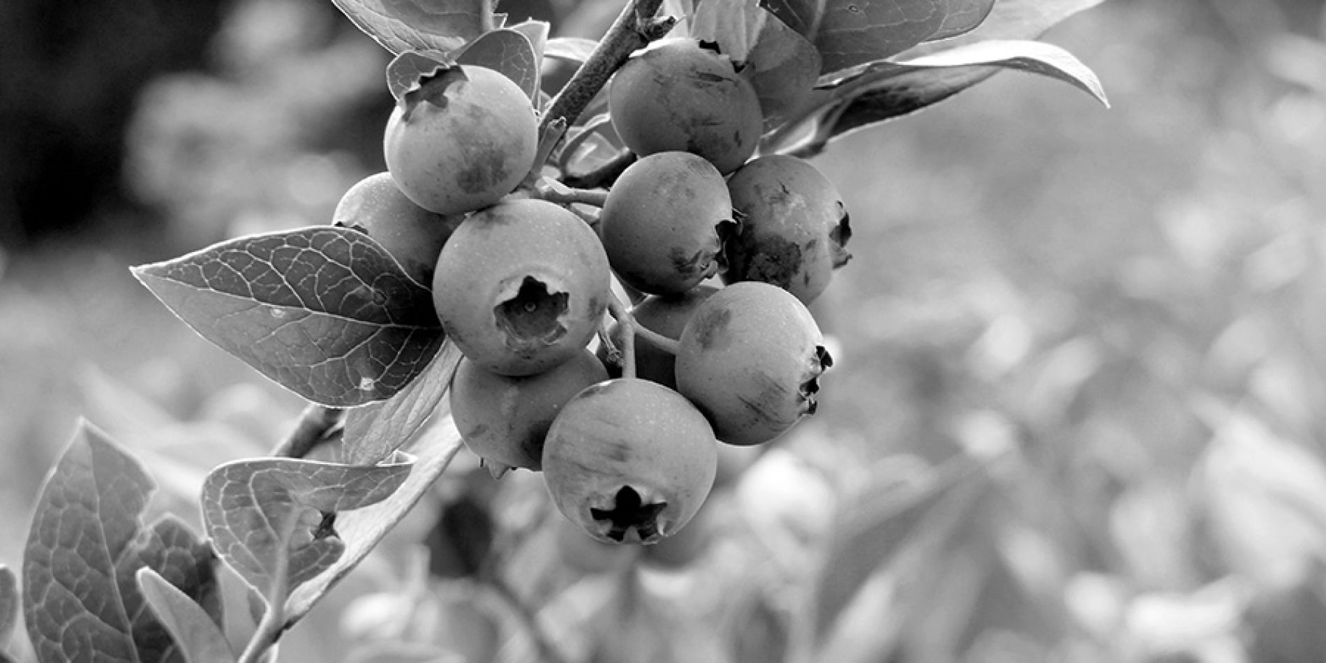 wurth-obst-und-spargelhof-sortiment-blaubeere