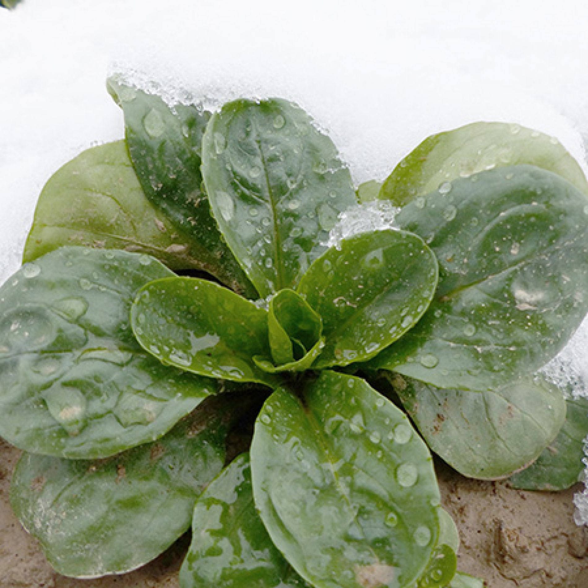 wurth-obst-und-spargelhof-sortiment-frischer-feldsalat