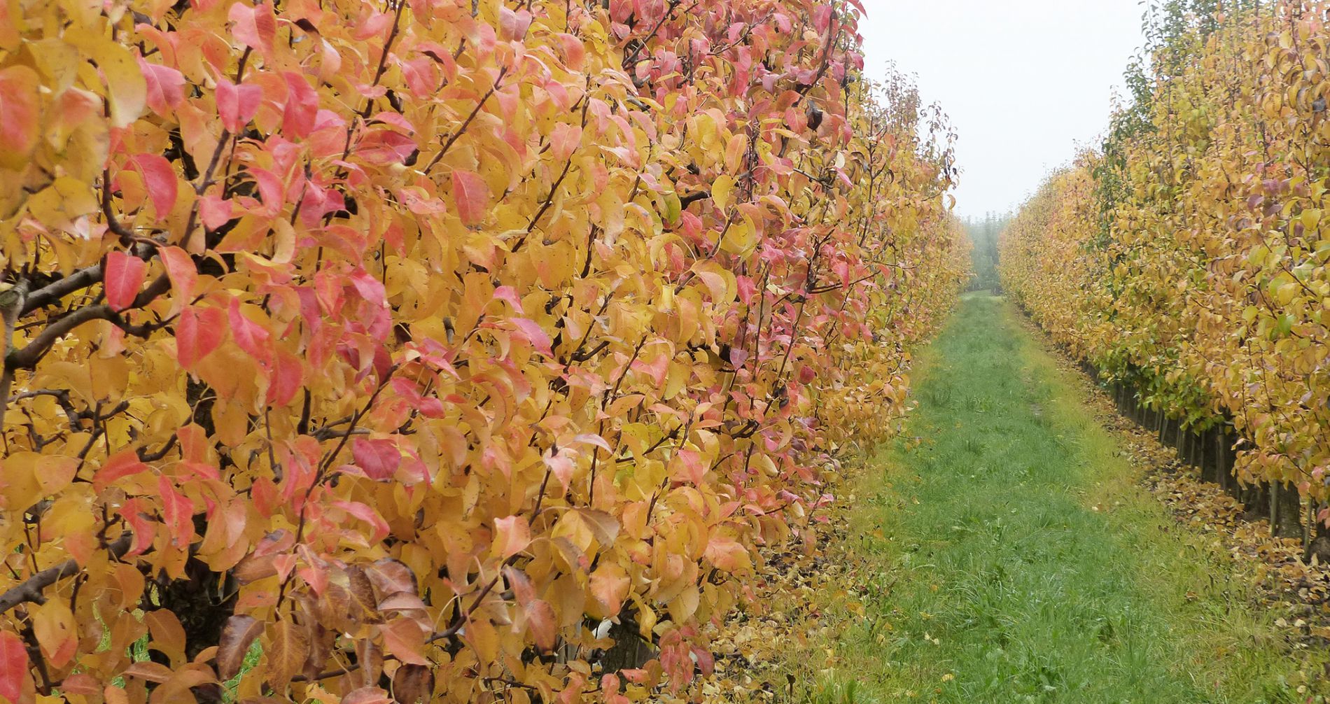 wurth-obst-und-spargelhof-sortiment-herbst