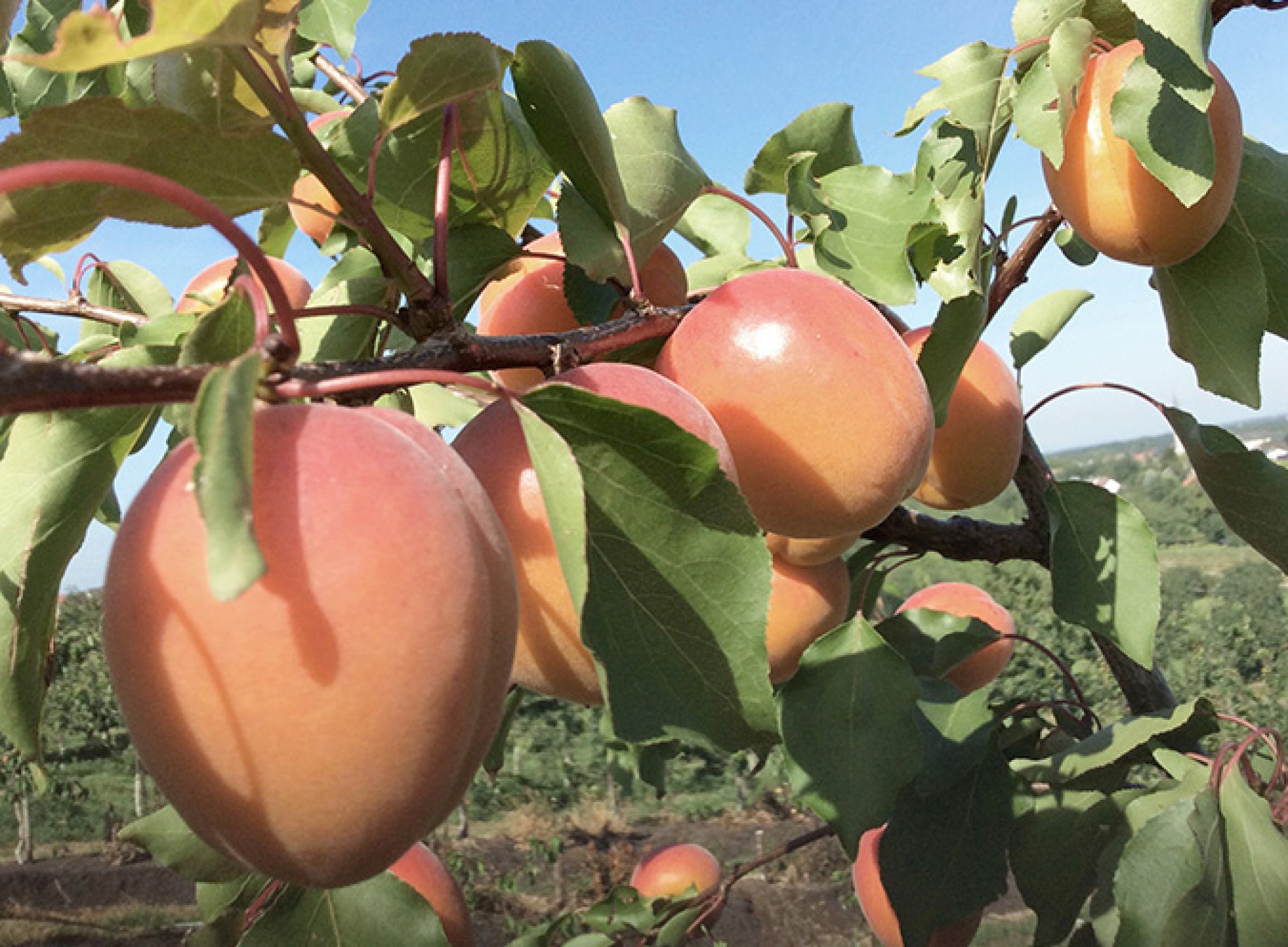 wurth-obst-und-spargelhof-sortiment-lecker